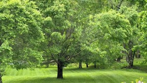 A lush green landscape with a large tree in the center and a well-maintained lawn. - Welborn House - Creekside  (Mountain City)