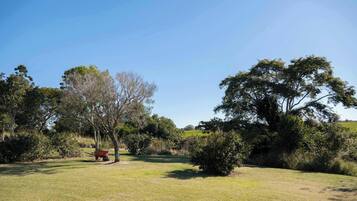 A grassy field with trees and a wheelbarrow.