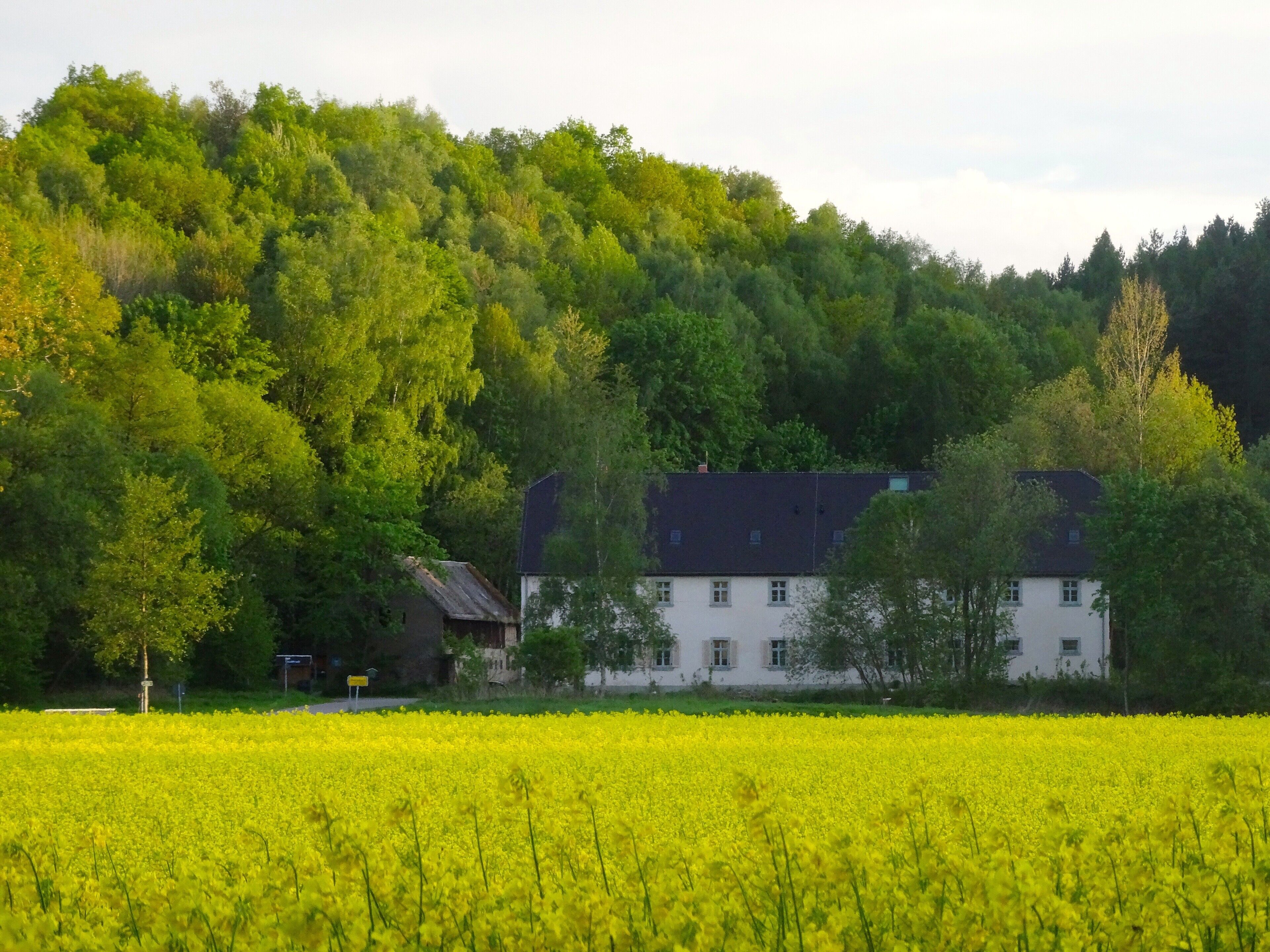 A building with a white facade and dark roof, surrounded by dense green trees and a field of yellow flowers.