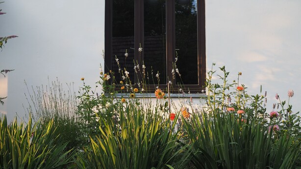 Et vindue med udsigt over en have med forskellige planter og blomster.