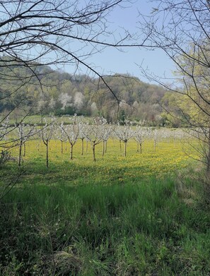 Alberca