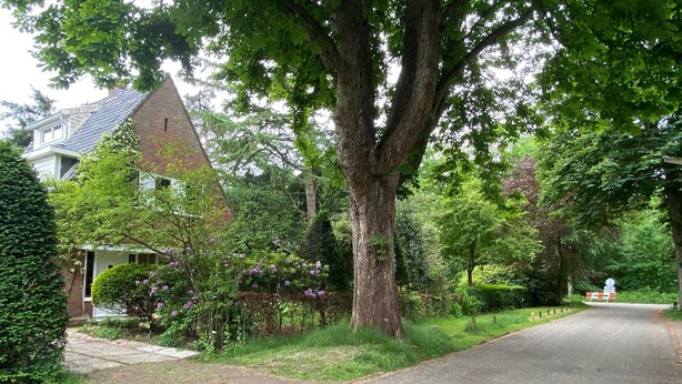 A residential street with a house, a large tree, and a clear road. - Renovated studio, near the forest and center (Bergen)