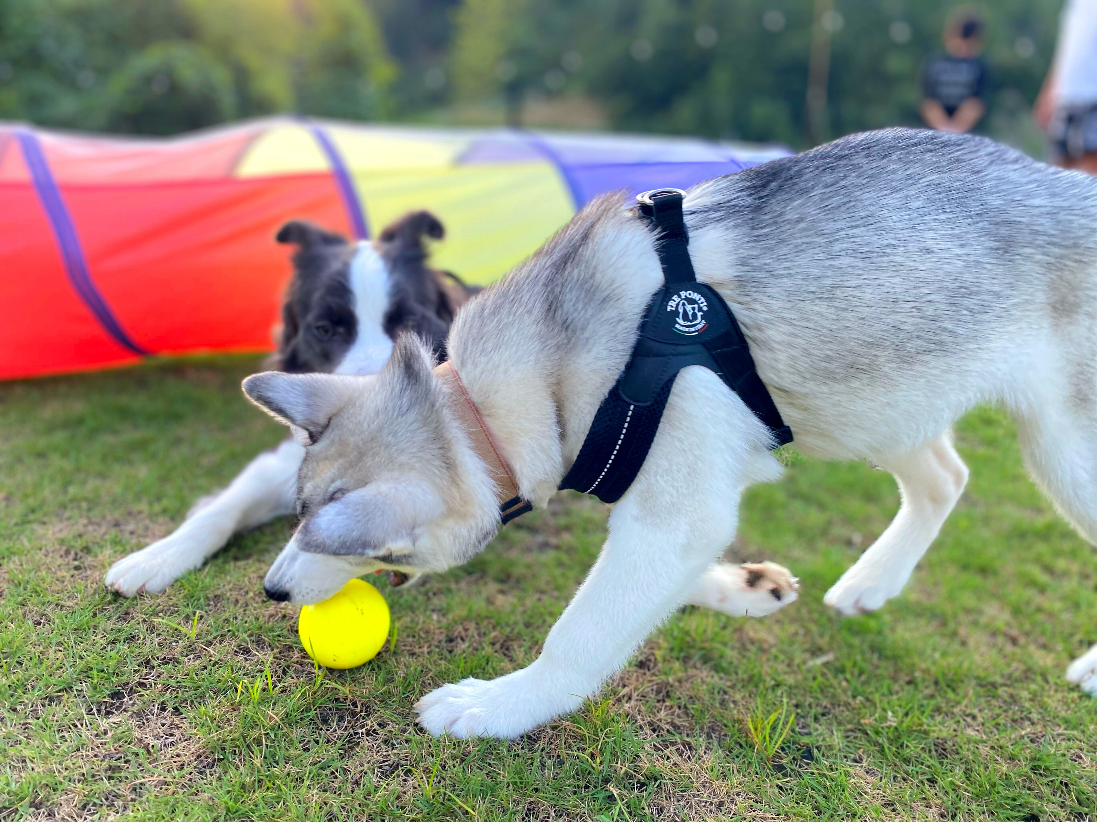 Un perro con arnés jugando con una pelota amarilla sobre el césped.