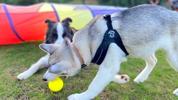 Un perro con arnés jugando con una pelota amarilla sobre el césped.