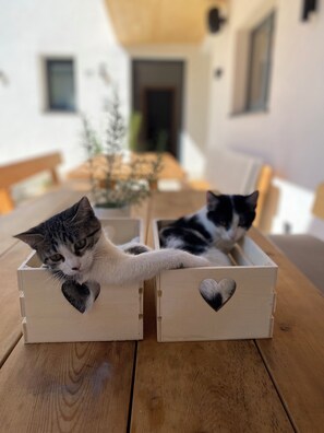 Huisdieren toegelaten