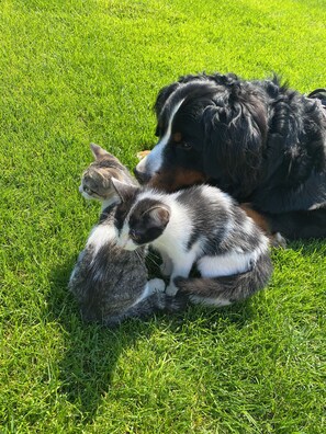 Huisdieren toegelaten