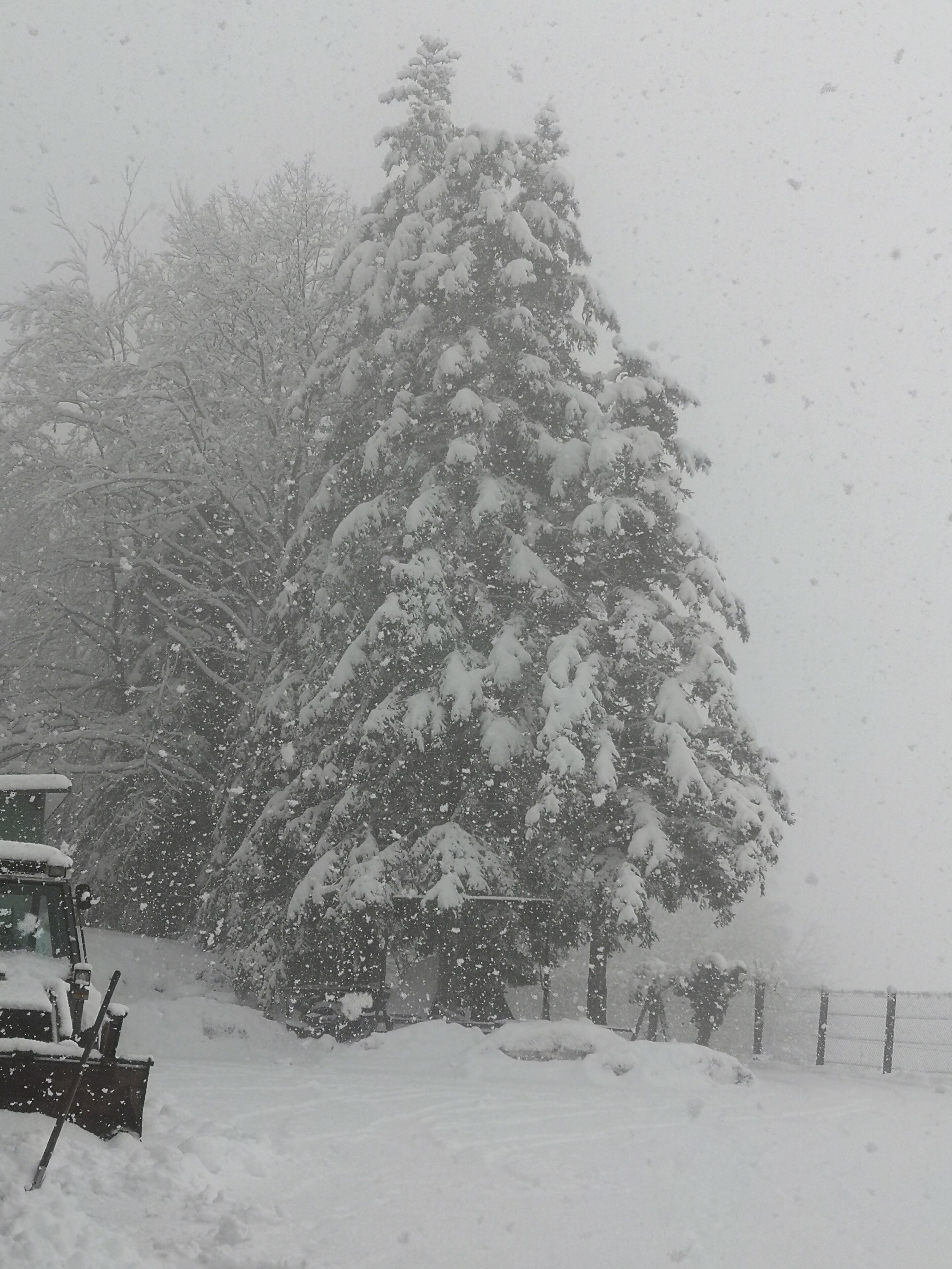 Schneebedeckte Landschaft mit einer großen Nadelbaum und einem Schneepflug im Vordergrund.