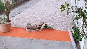 Zona residencial con un sendero pavimentado, una planta de cactus y un adorno con forma de barco de madera sobre un tapete naranja.