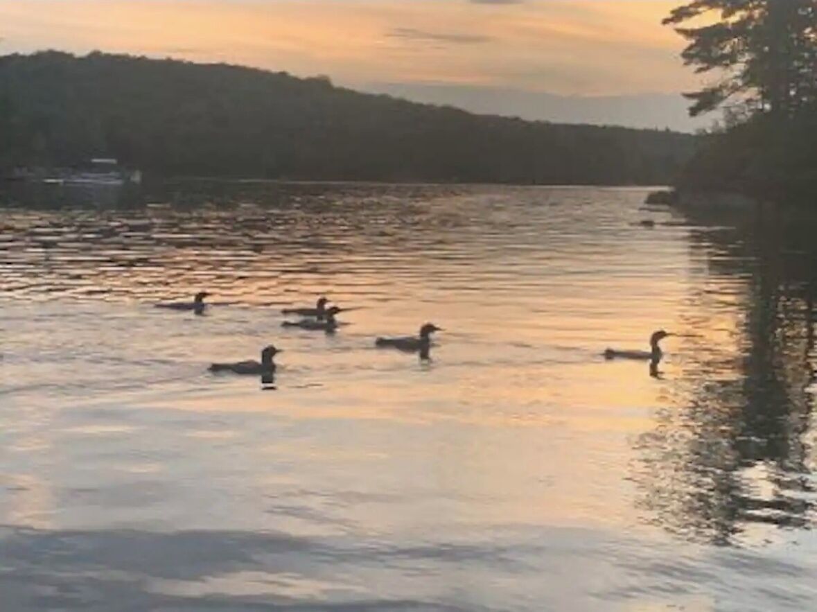 A calm lake with several ducks swimming, surrounded by trees and a distant shoreline.