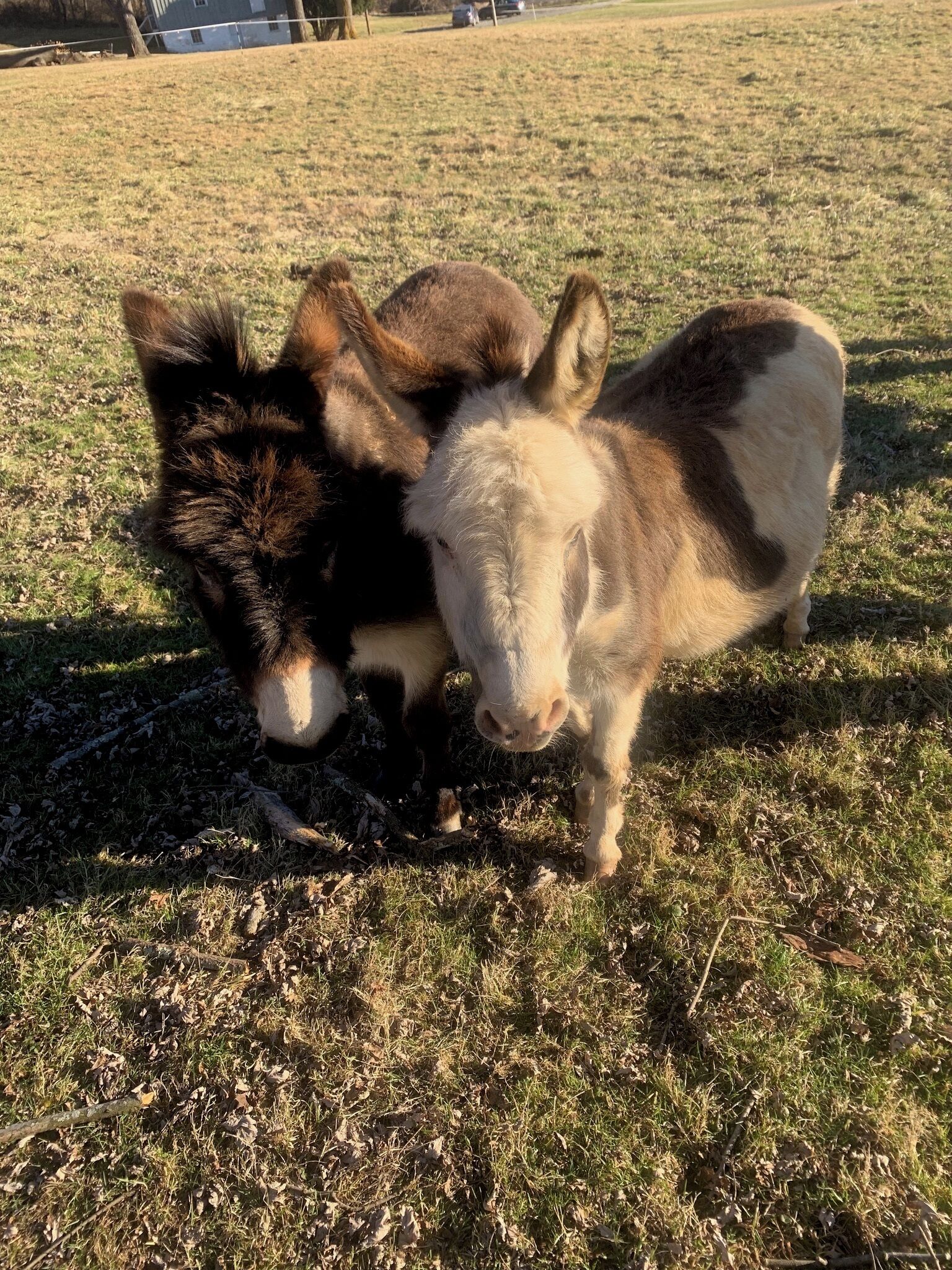 Two donkeys in a grassy field.