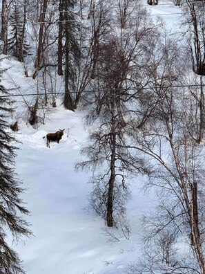 Deportes de invierno y ski