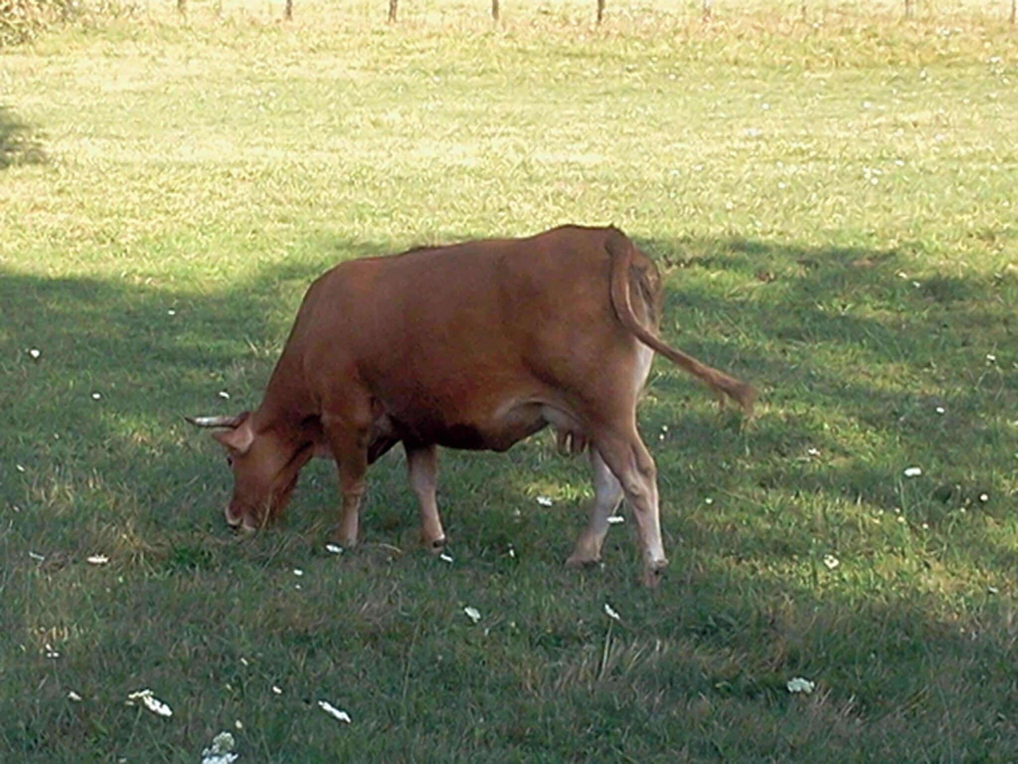 Una vaca pastando en un campo cubierto de hierba.