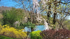 A concrete pathway leading through a garden with various flowering plants and trees.