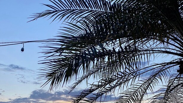 A poolside area with a view of the ocean at sunset, palm trees, and lounge chairs.