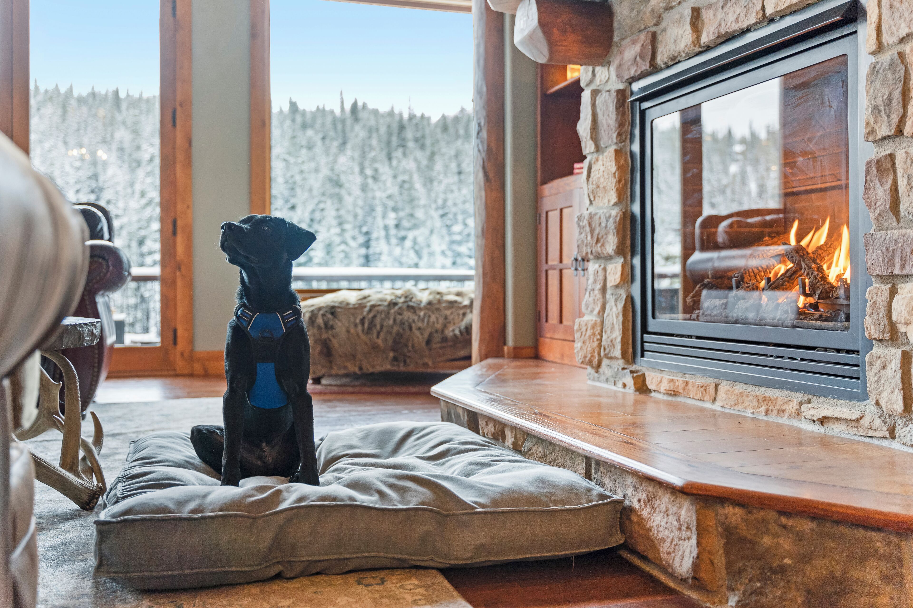 Una habitación acogedora con chimenea de piedra, una cama para perro y vistas a un bosque nevado.