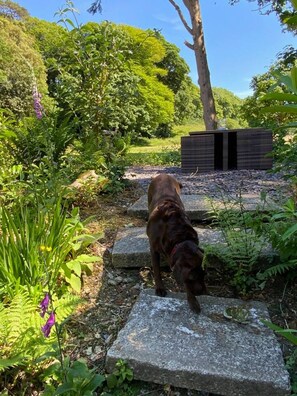 A dog walking on stone steps surrounded by greenery and a wooden structure.