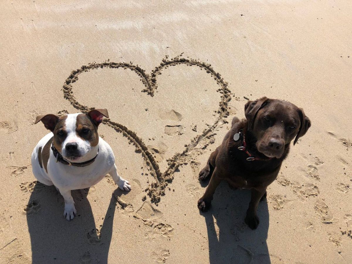 Two dogs sitting on a sandy beach with a heart drawn in the sand between them.