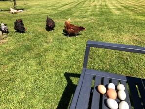A grassy area with a bench and eggs on it. - Bramble’s Cottage (Cornwall)