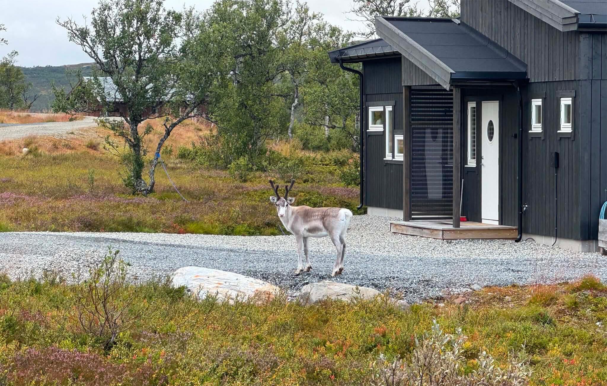 A building with a gravel driveway and a deer standing in front.