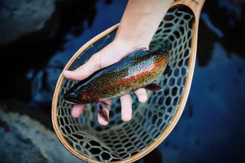 A person holding a fish in a net.