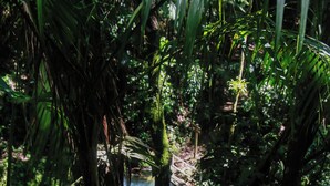 Una rigogliosa area boschiva verdeggiante, con un piccolo ruscello e un ponte.
