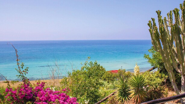 A coastal landscape with a clear view of the sea, cacti, and bougainvillea flowers.