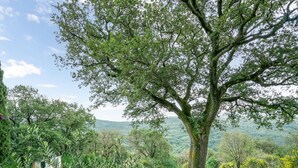 A large tree with a bench in front, surrounded by greenery and a distant view of hills.