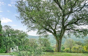 Sit beneath the shade of a mature tree in a serene natural setting.