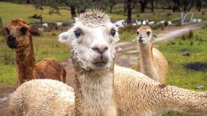 A llama with a wet coat standing in a grassy area with trees and a fence in the background. - Sparkling Tiny House by Tiny Away (Windeyer)