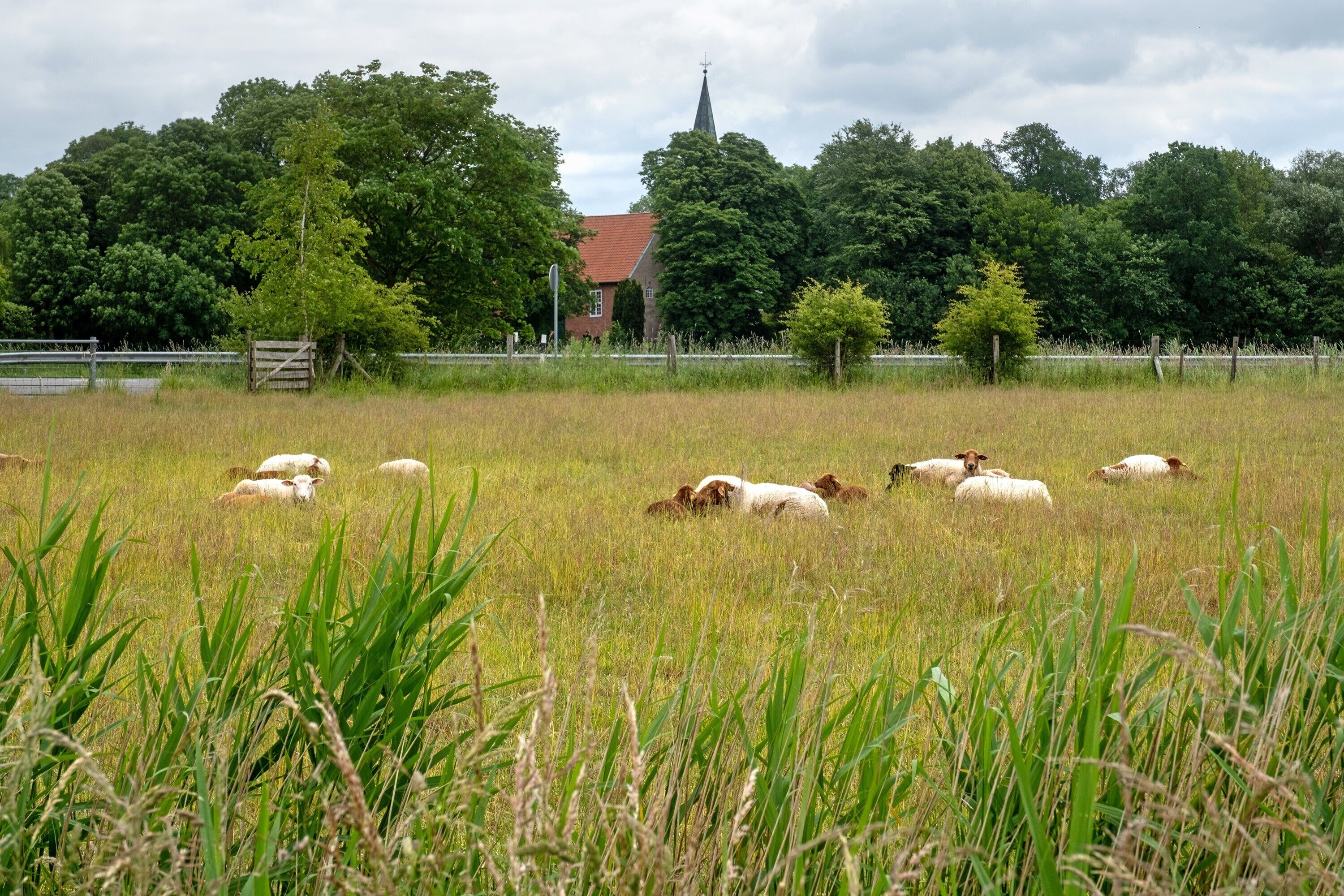 Ländliche Landschaft mit einer Schafwiese, einer Kirche und Bäumen im Hintergrund.