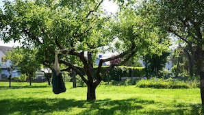 Un árbol con un objeto colgando en una zona cubierta de césped.