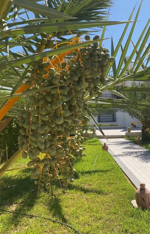 Property grounds - Spectacular Tunisian Villa w/pool- 5 min walk from the beach, Palm Cafe, Casino (Djerba)