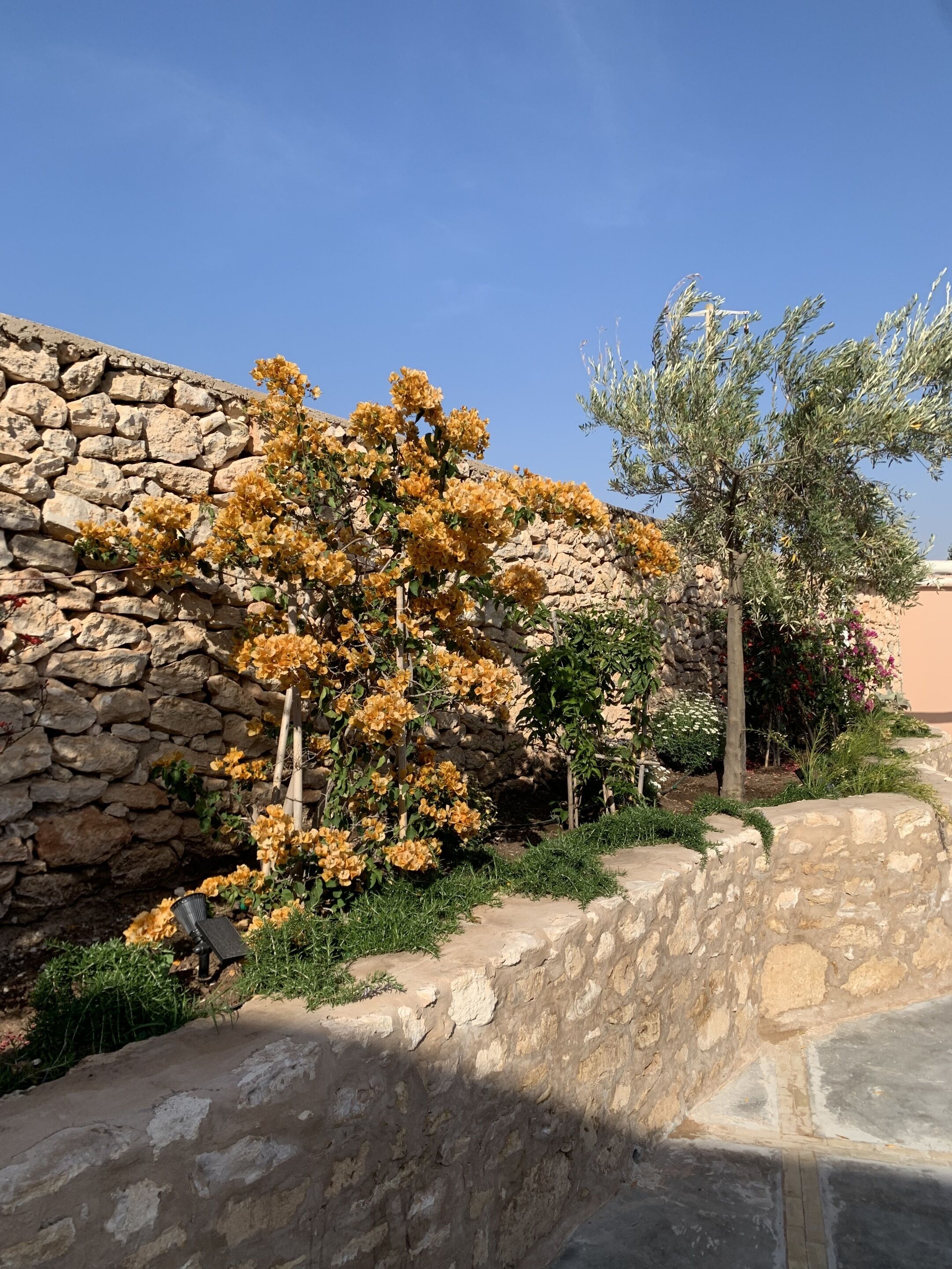 A stone wall with a tree bearing yellow flowers, a small tree with green leaves, and a variety of other plants.