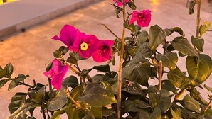 A bridge with string lights, a pathway, and pink flowers in the foreground. - ALTAMONTE HOTEL BOUTIQUE (Ezequiel Montes)