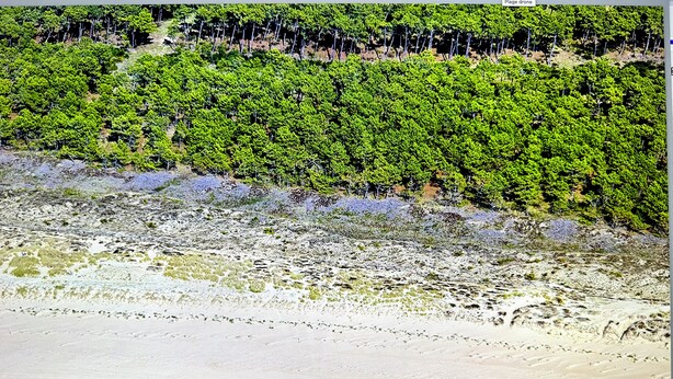 Vue aérienne d’une plage bordée d’une zone forestière dense.