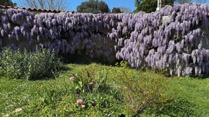 Un jardin où des glycines aux fleurs violettes retombent sur un mur de pierre, le tout étant entouré de différentes plantes et fleurs vertes.