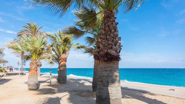 Une plage bordée de palmiers, sous un ciel bleu et dégagé.