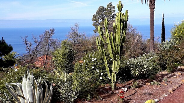 A garden with various cacti and succulents, a palm tree, and a view of the ocean. - Villa Buena Vista mit Beheiztem Pool und Sauna (Tijarafe)
