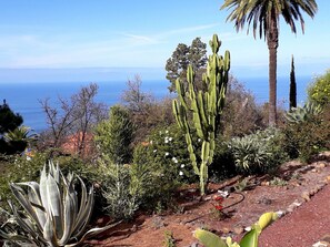 A garden with various cacti and succulents, a palm tree, and a view of the ocean. - Villa Buena Vista mit Beheiztem Pool und Sauna (Tijarafe)