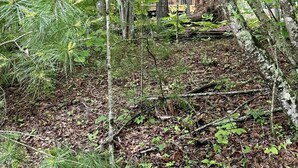 A cabin surrounded by dense forest. - Nestled in the Woods (Campton)