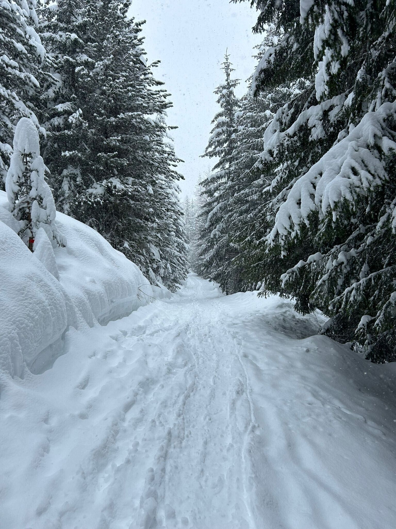 A snow-covered forest path.