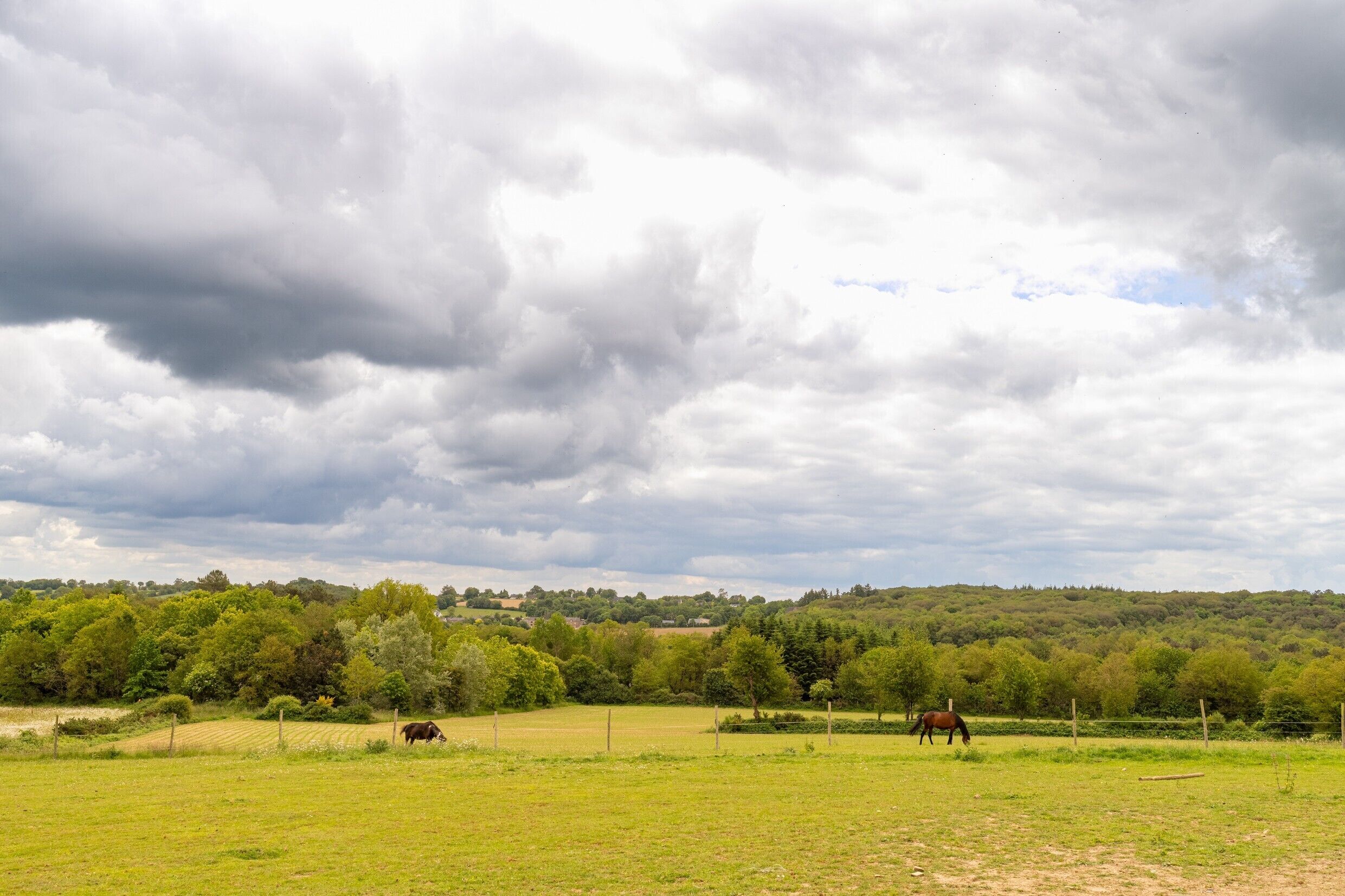 Un paysage rural avec un cheval et une vache qui paissent, entourés de champs verdoyants et d’arbres sous un ciel nuageux.