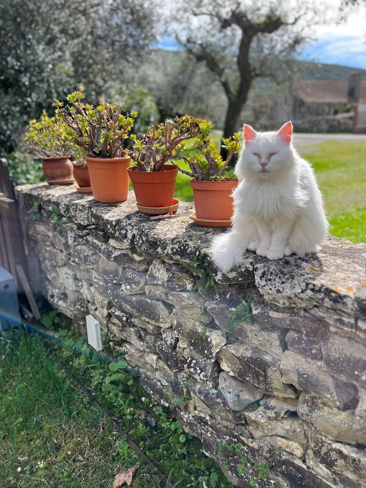 A stone wall with potted plants and a white cat sitting on it.