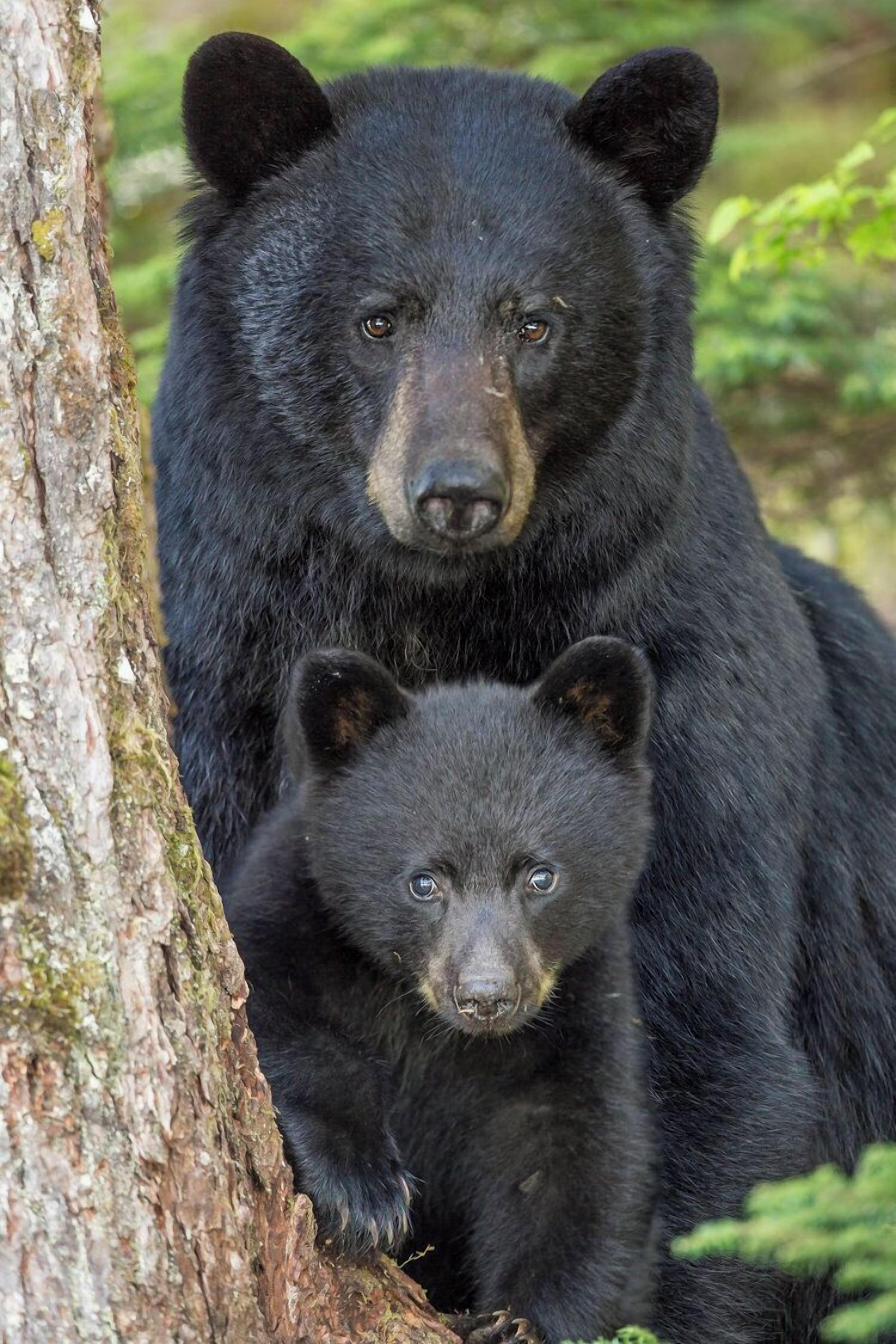 A large black bear and a smaller black bear near a tree.