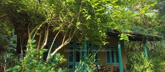 Villa with nature-themed AC rooms in middle of a coconut estate in Sri Lanka.