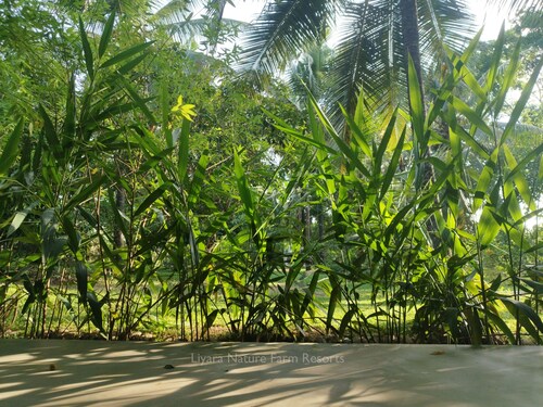 Villa with nature-themed AC rooms in middle of a coconut estate in Sri Lanka.