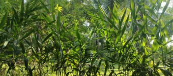 Villa with nature-themed AC rooms in middle of a coconut estate in Sri Lanka.