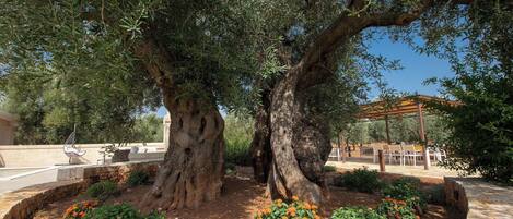 Overnattingsstedets uteområder