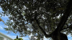 Ein gepflegter Garten mit einem großen Baum, einem Glasgebäude und einem Swimmingpool im Hintergrund.