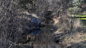A narrow water channel surrounded by dense vegetation and a concrete path.